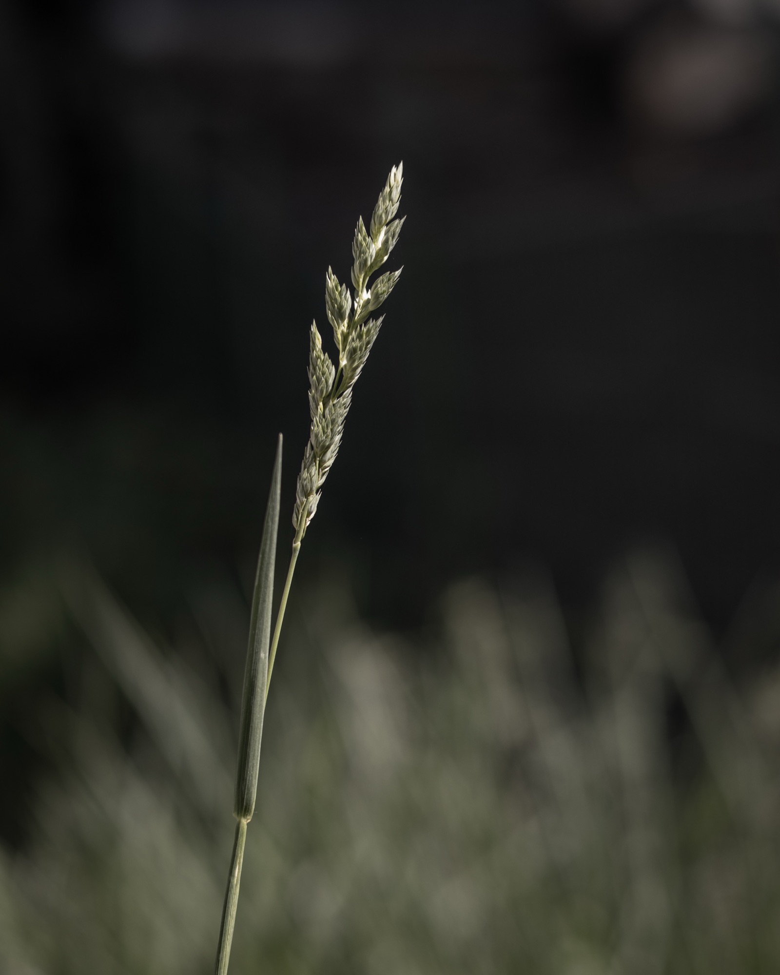 Bokeh in der Natur fotografieren: Blende, Abstand und Hintergrund