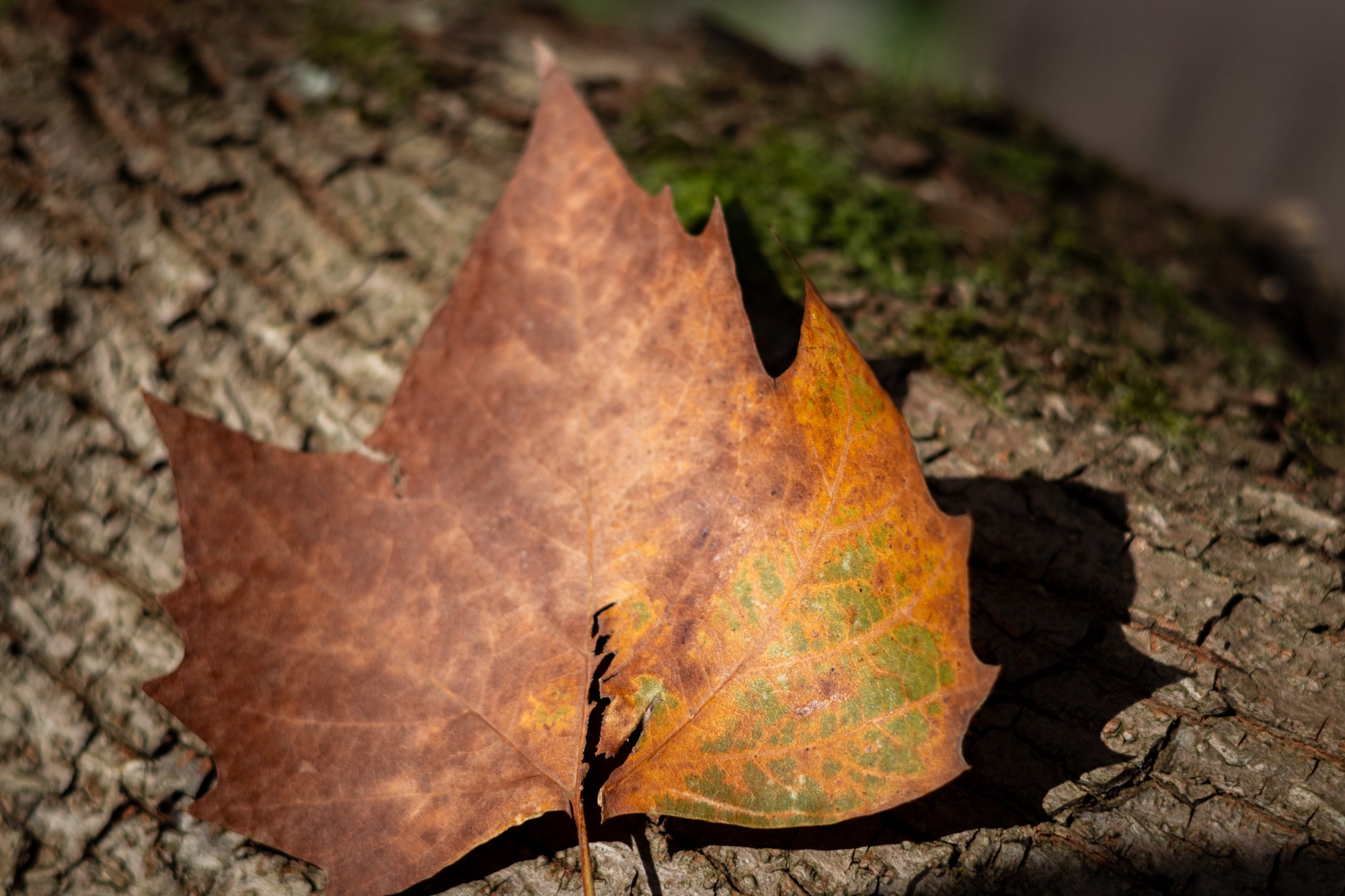 Herbst fotografieren – 6 einfache Motivideen für schöne Herbstfotos